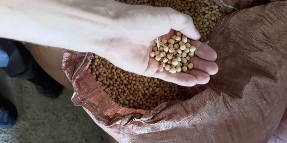 Ethiopia Netherlands Seed Partnership