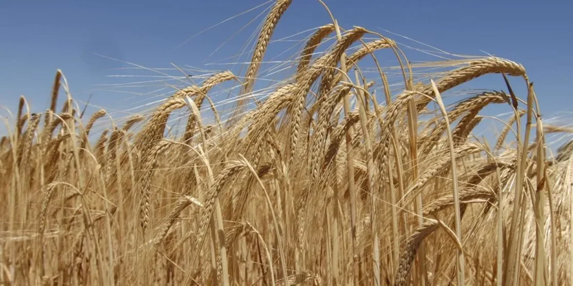 SAB-Miller-Suppliers-in-Zambia-min-1