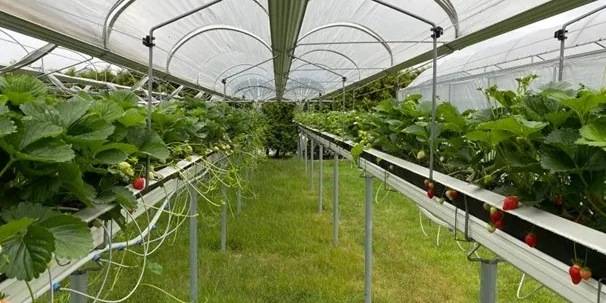 Soft Fruit In Ethiopia Introducing New Technologies For The Strawberry Industry